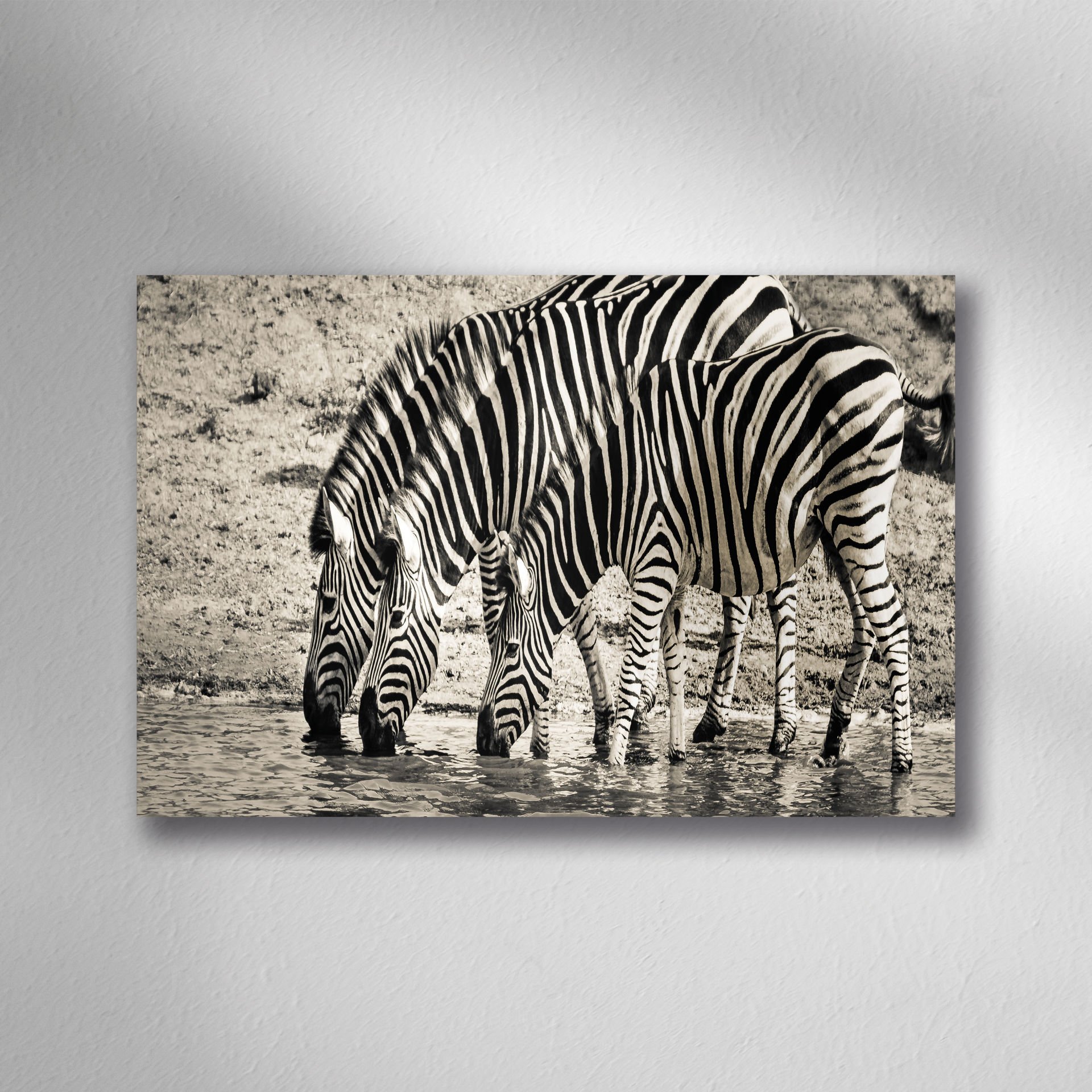 Siyah Beyaz Zebra Ailesi Doğa Tablo