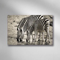 Siyah Beyaz Zebra Ailesi Doğa Tablo